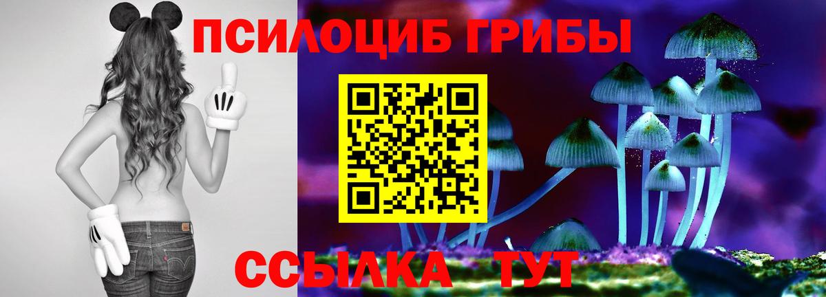 Гай  Псилоцибиновые грибы прущие грибы  Вход с VPN  Псилоцибиновые грибы Psilocybine cubensis 